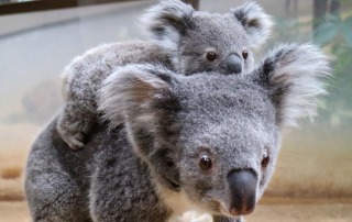 Sokkoló hírek, képek … Ausztráliában a hatalmas egyre terjedő erdőtúzekben a koala…