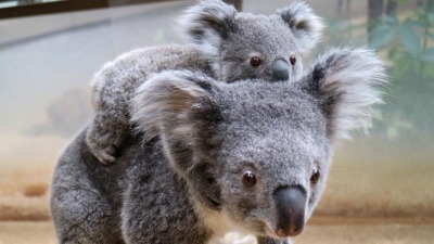 Sokkoló hírek, képek … Ausztráliában a hatalmas egyre terjedő erdőtúzekben a koala…